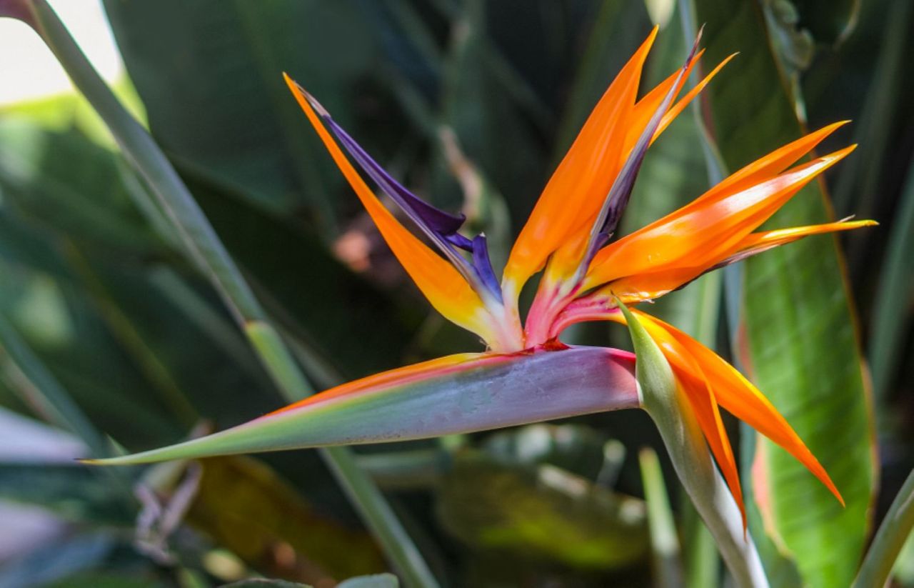 Best Plant Gift ideas for Valentine's Day - bird-of-paradise