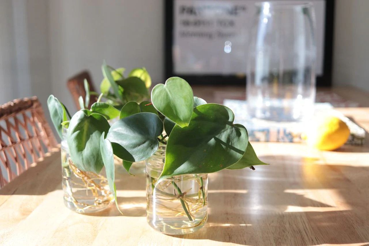 Best Plant Gift ideas for Valentine's Day - heart leaf philodendron