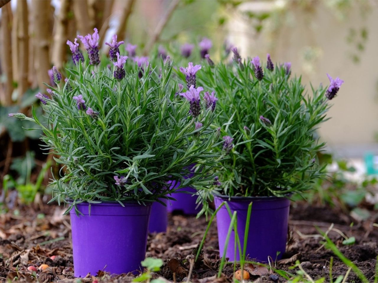 Best Plant Gift ideas for Valentine's Day - lavender