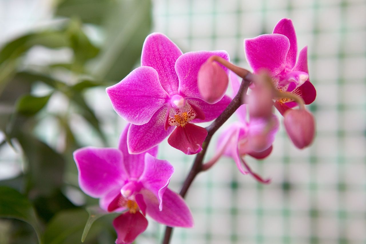 Best Plant Gift ideas for Valentine's Day - orchids