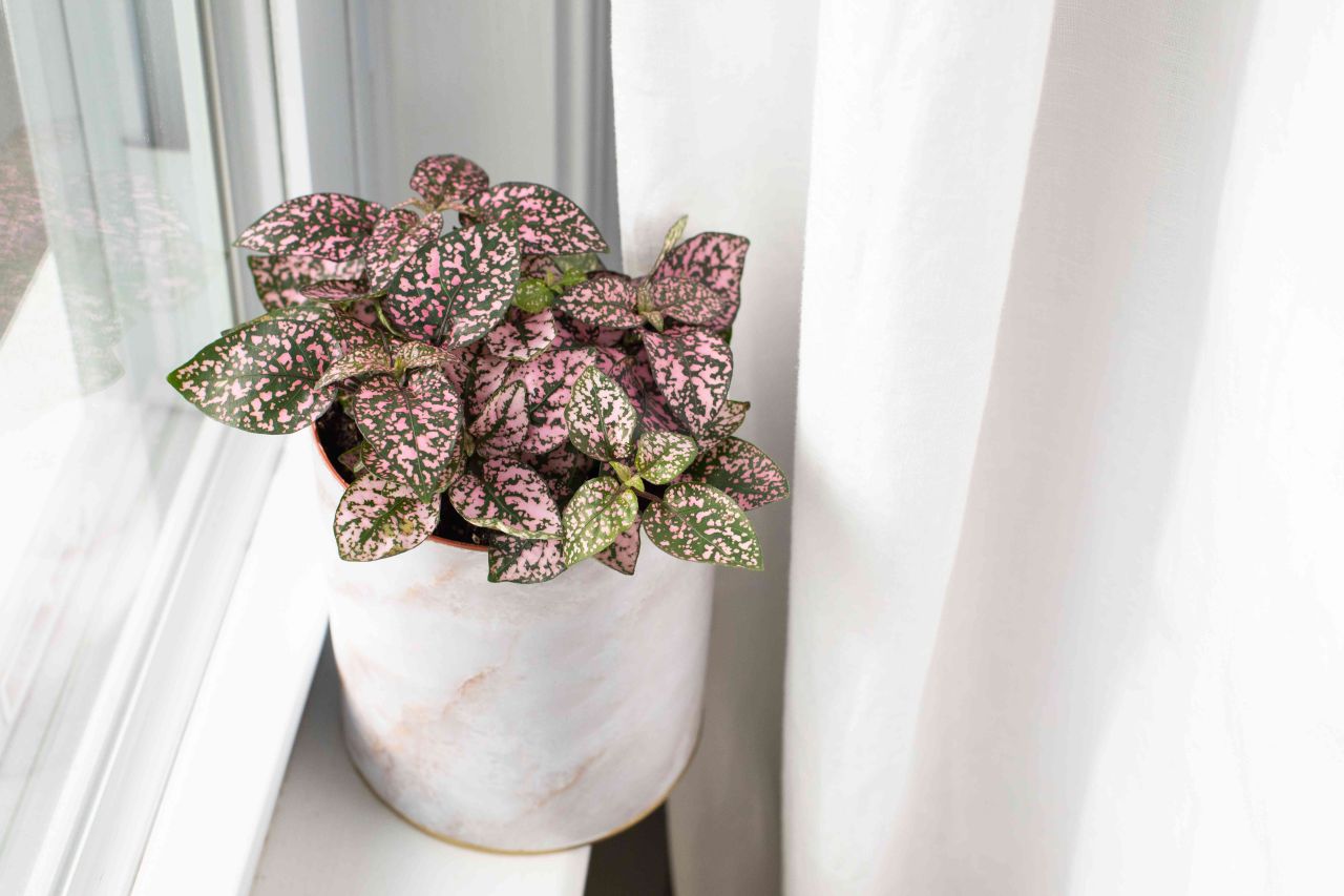 Best Plant Gift ideas for Valentine's Day - pink polka dot plant