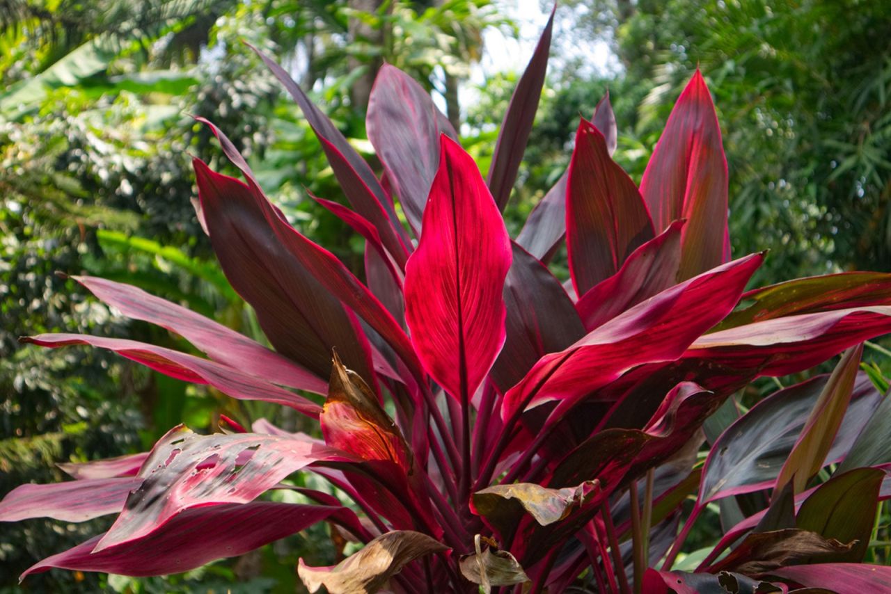 Best Plant Gift ideas for Valentine's Day - red cordyline