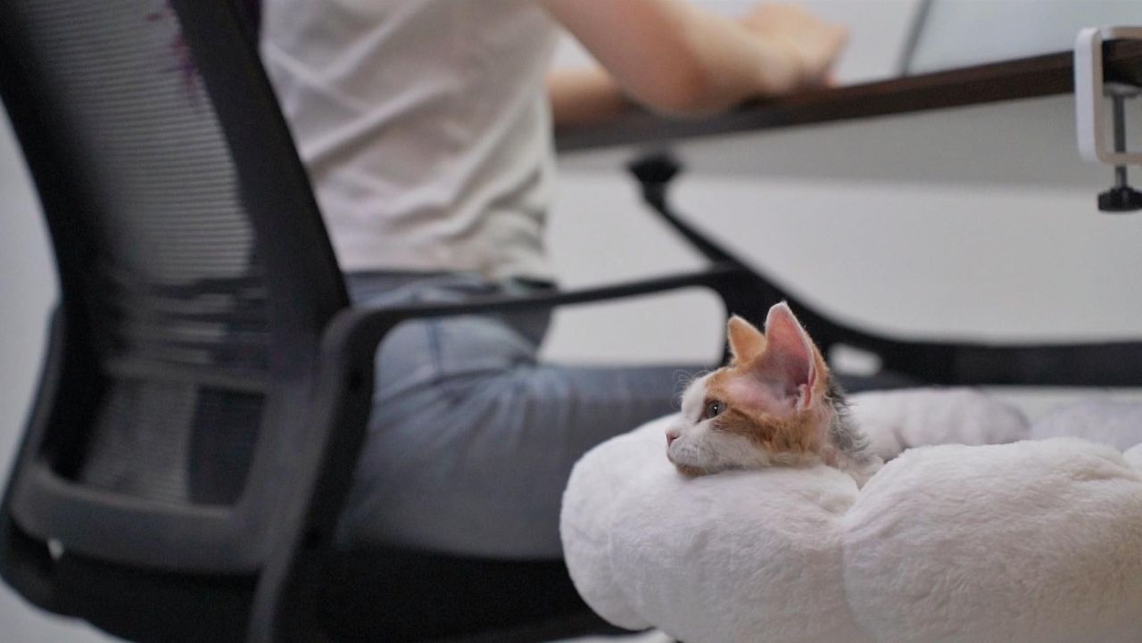 DeskPurrch cat bed