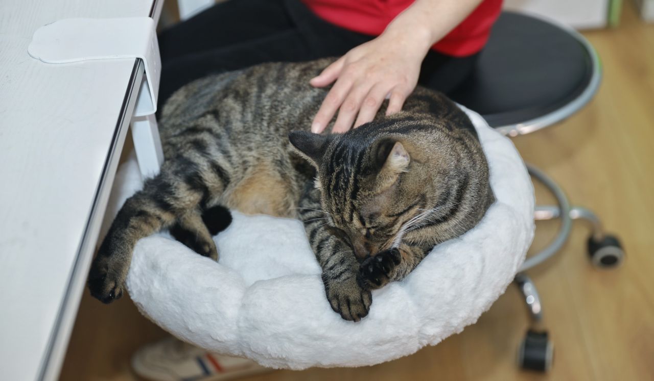 DeskPurrch cat bed