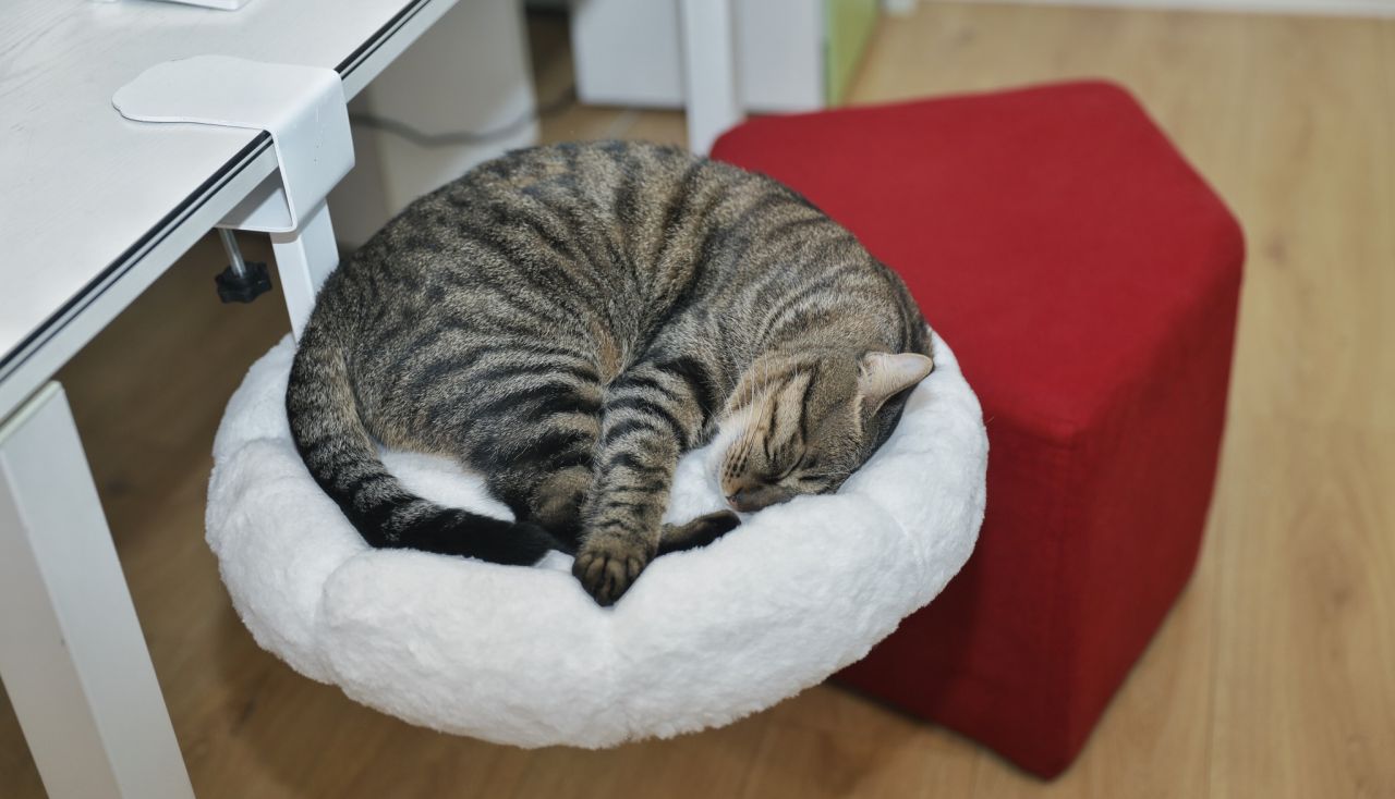 DeskPurrch cat bed