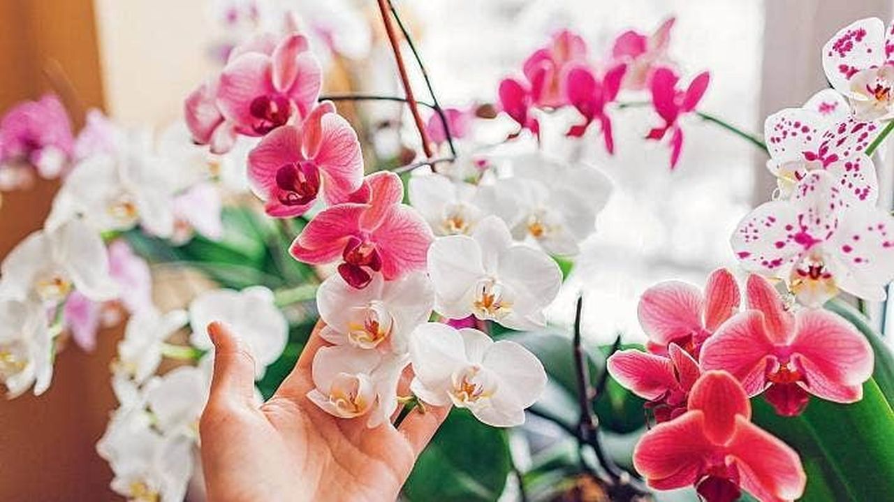 Moth Orchids
