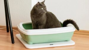 Faniska Base can Turn Your Dumb Litter Box Smart