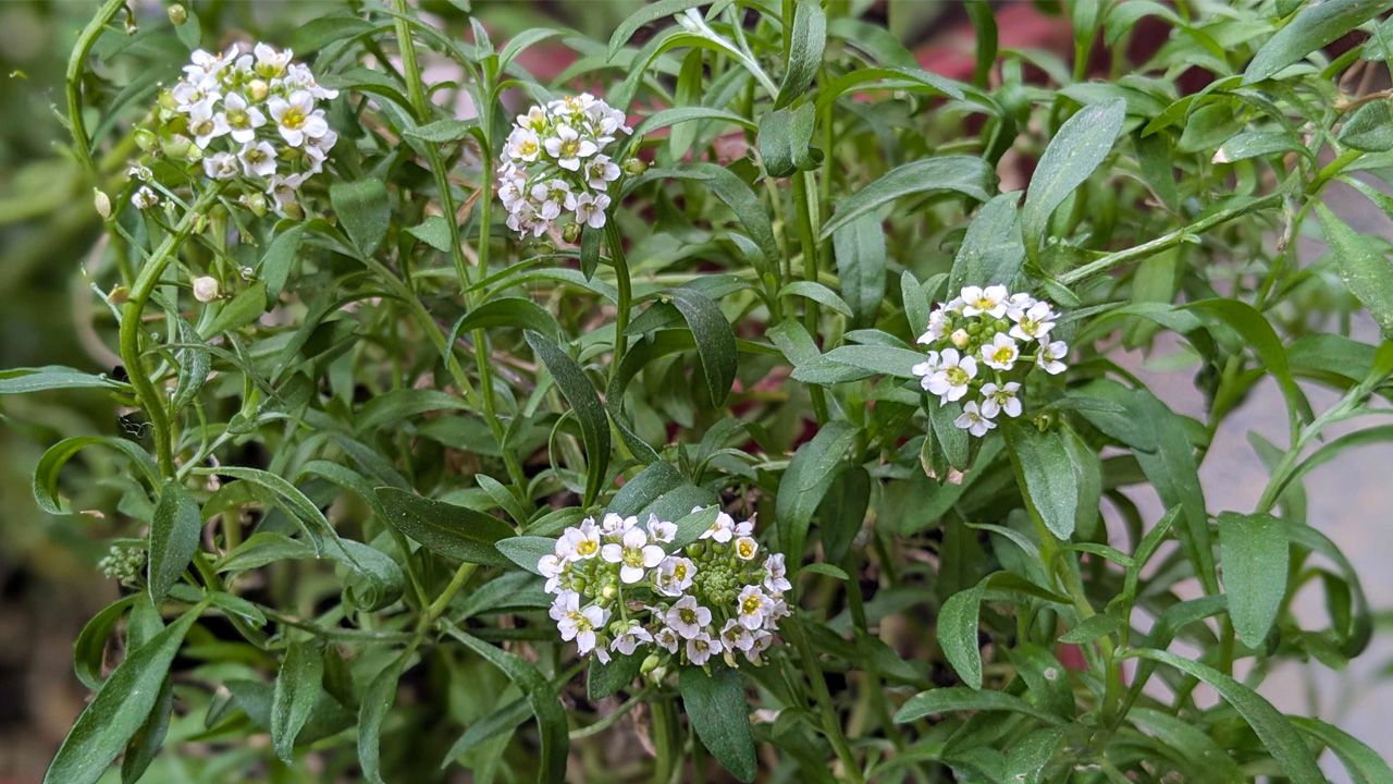 Flowers to sow in March - Sweet Alyssum