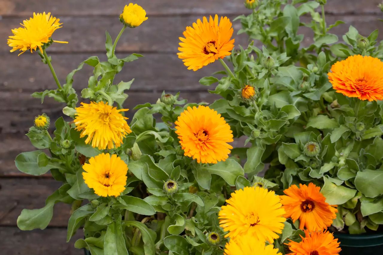 Flowers to sow in March - calendula