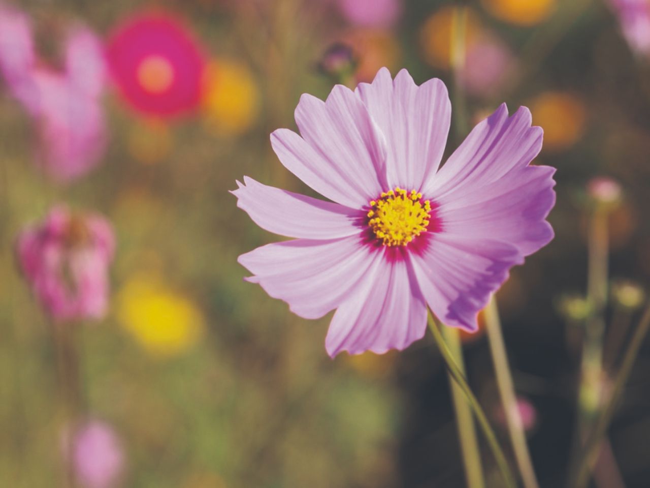 Flowers to sow in March - cosmos