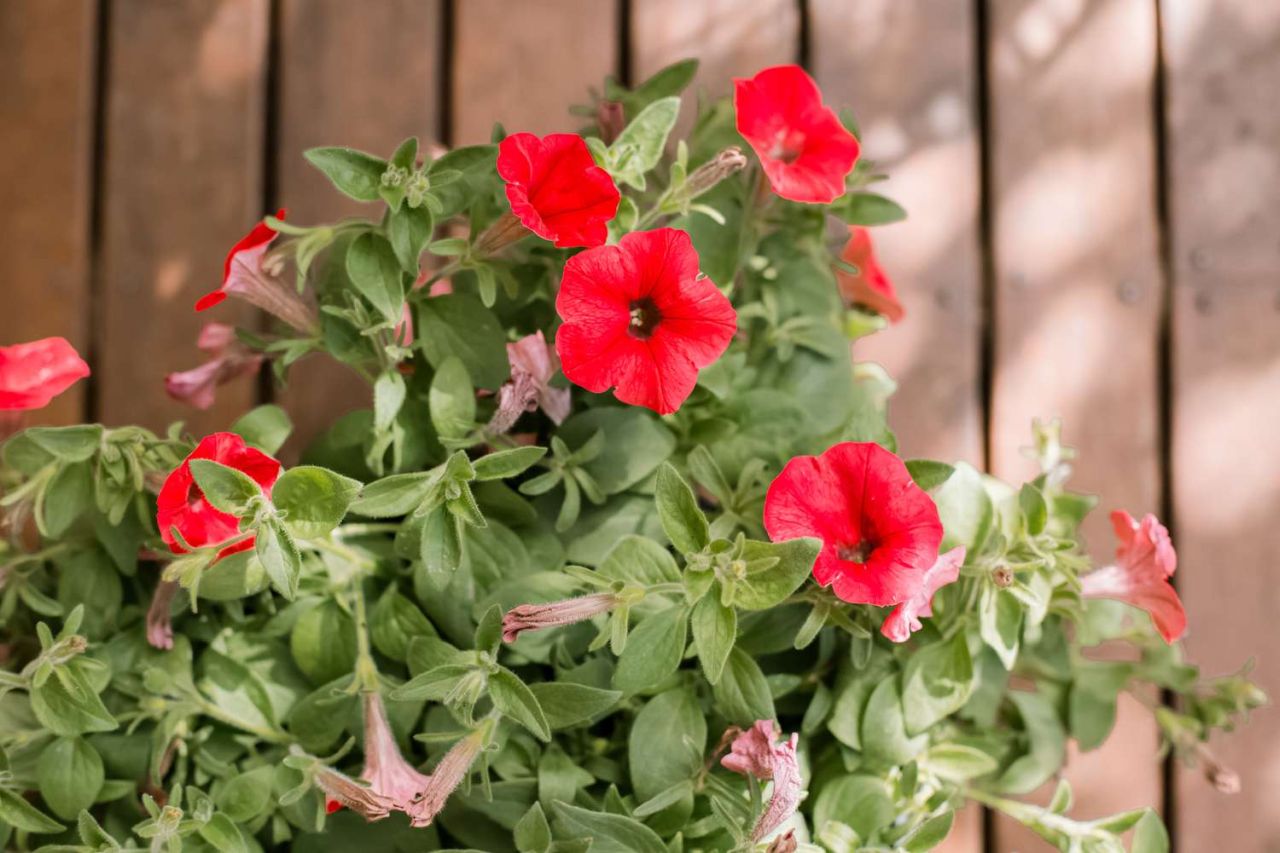 Flowers to sow in March - petunia