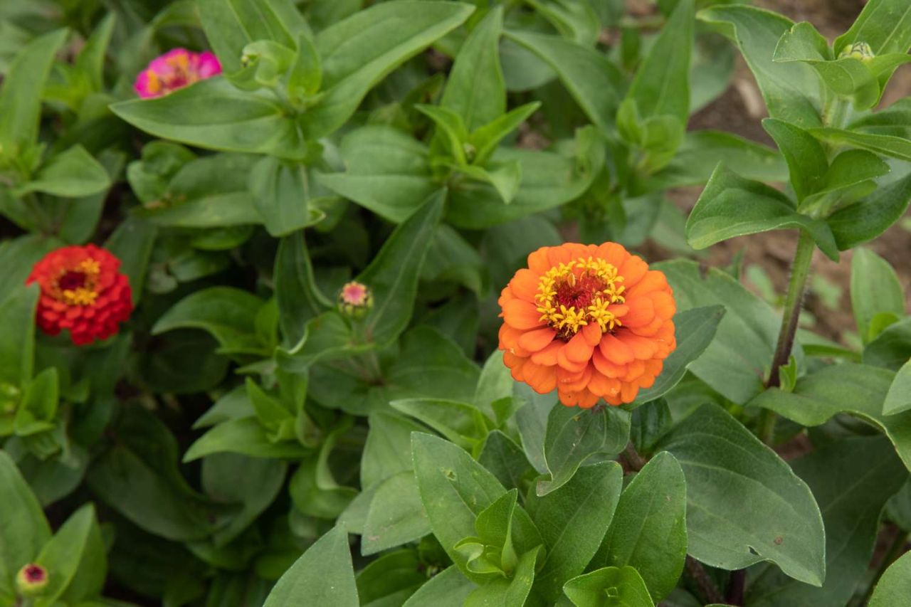 Flowers to sow in March - zinnia