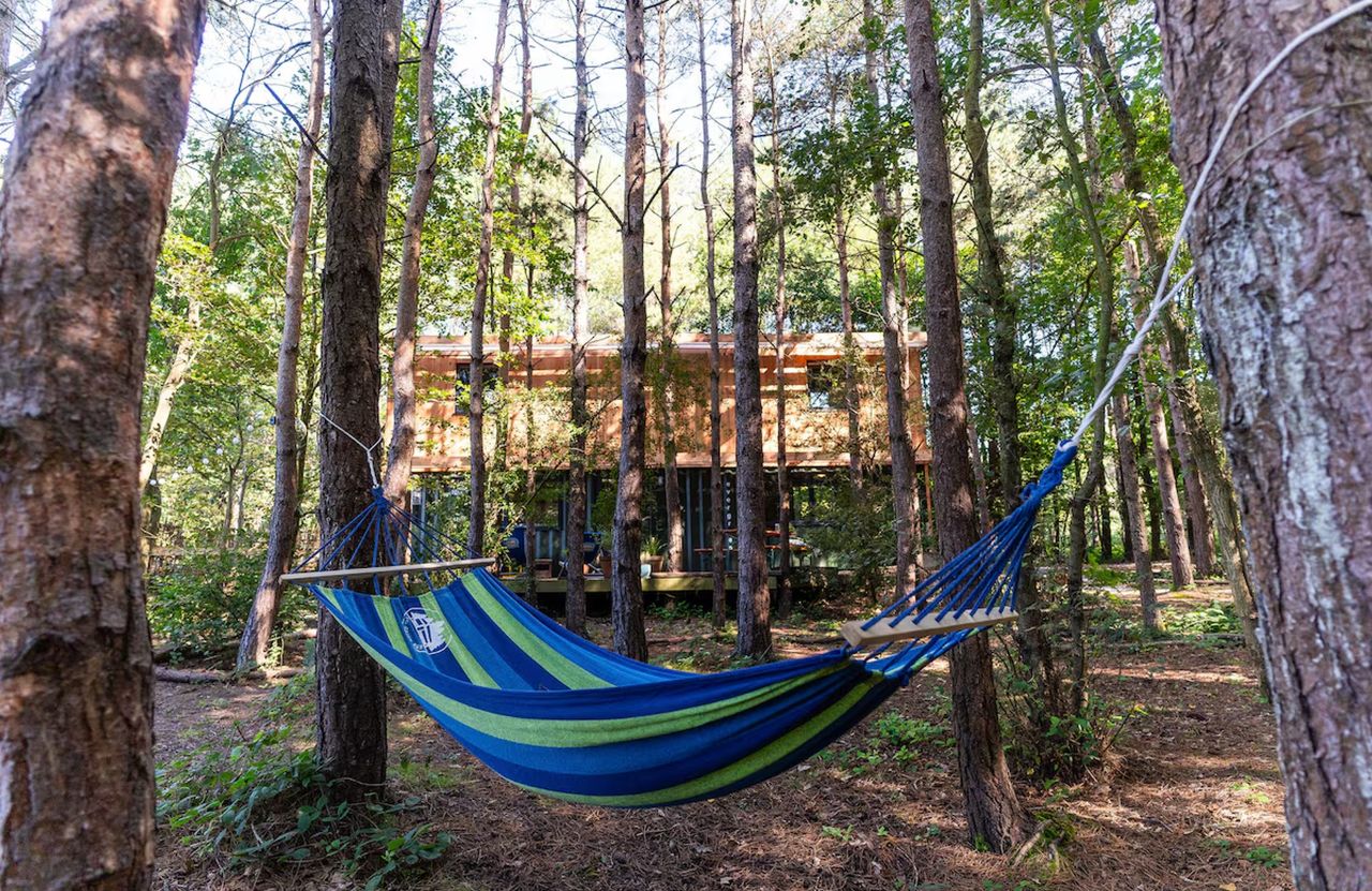 Hammock of Evergreen Cabin