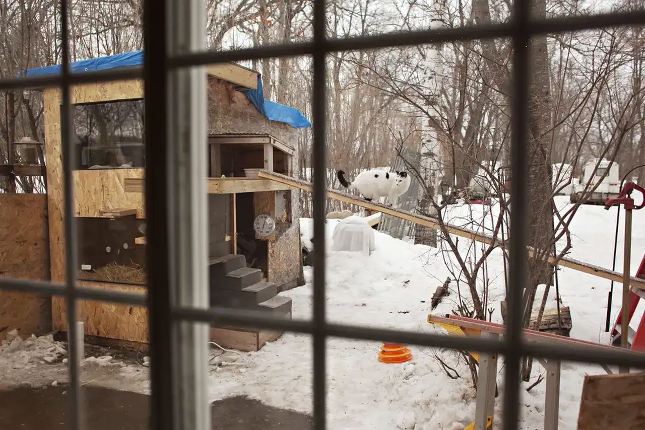 Minnesota Family Builds Heated Cat Condo for Strays - 1