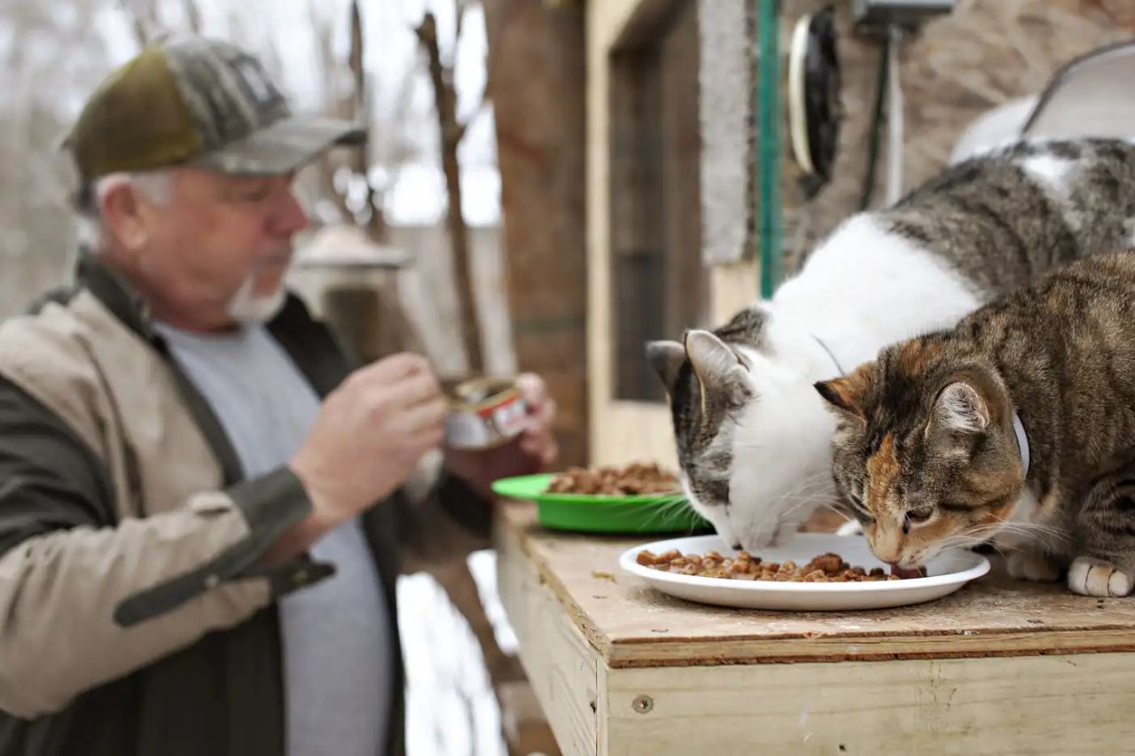 Minnesota Family Builds Heated Cat Condo for Strays - 2