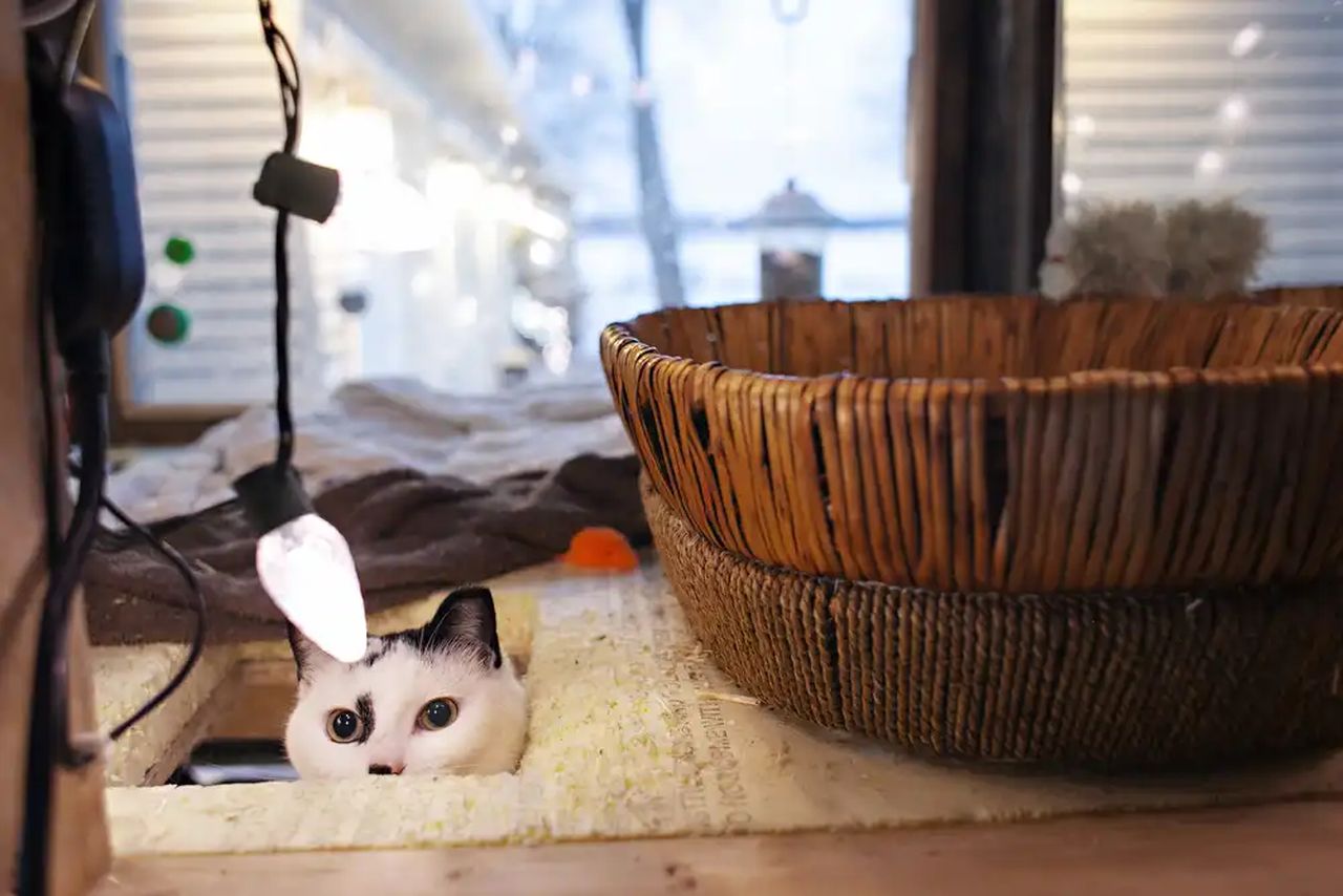 Minnesota Family Builds Heated Cat Condo for Strays - 3