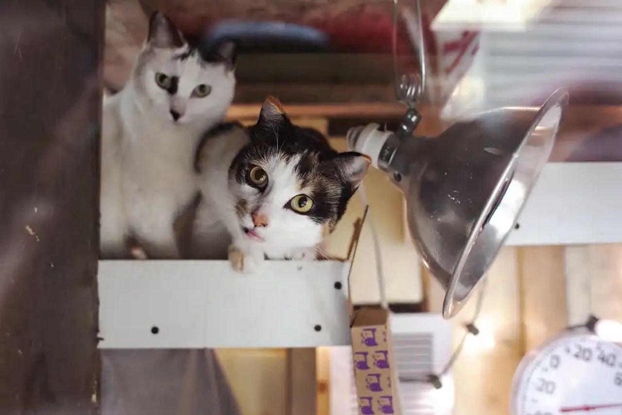 Minnesota Family Builds Heated Cat Condo for Strays - 4