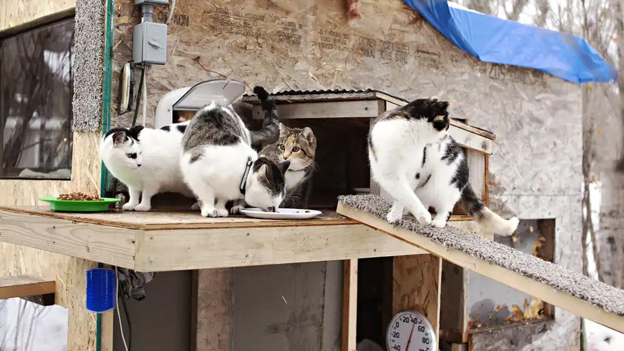 Minnesota Family Builds Heated Cat Condo for Strays - 5