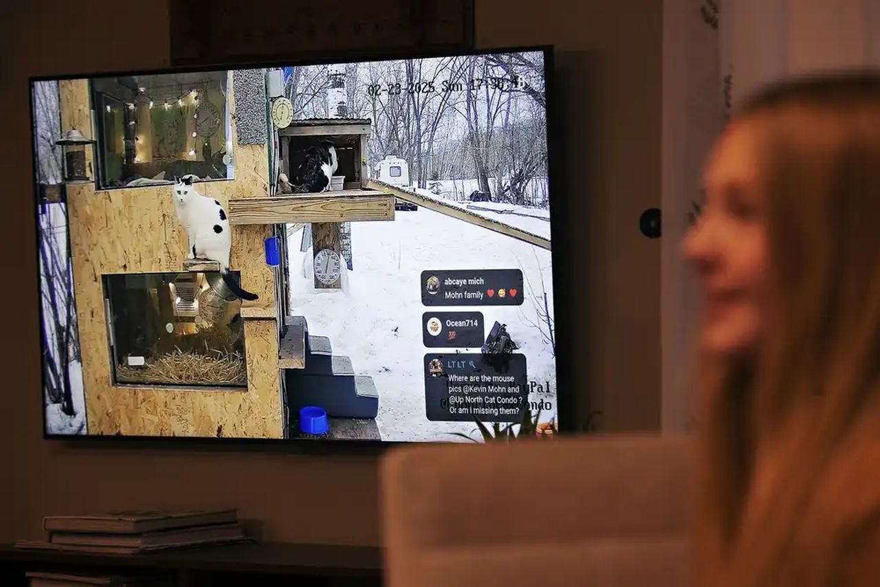 Minnesota Family Builds Heated Cat Condo for Strays - live feed on youtube 1