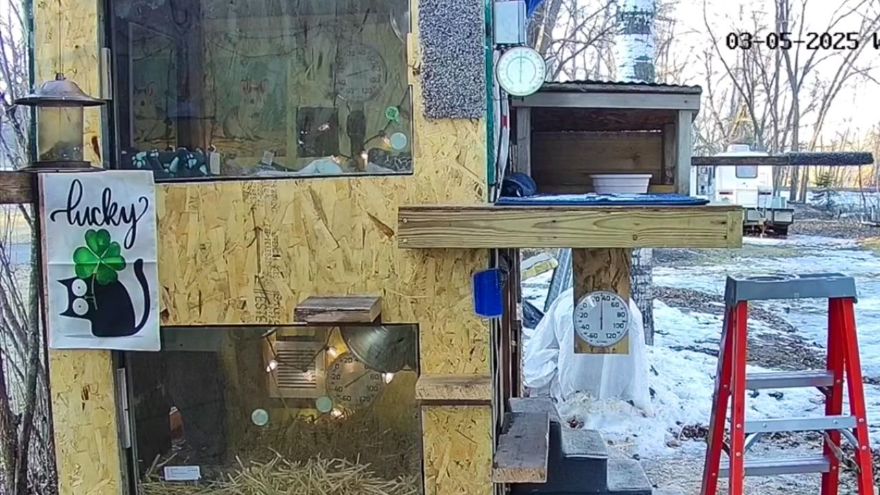 Minnesota Family Builds Heated Cat Condo for Strays - live feed on youtube