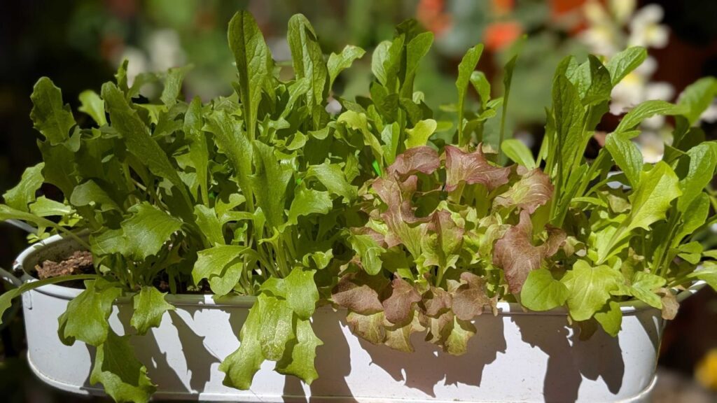 10 Best Vegetables to Grow in Containers and Pots