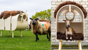A Whippet in Sheep's Clothing at Barkitecture 2025