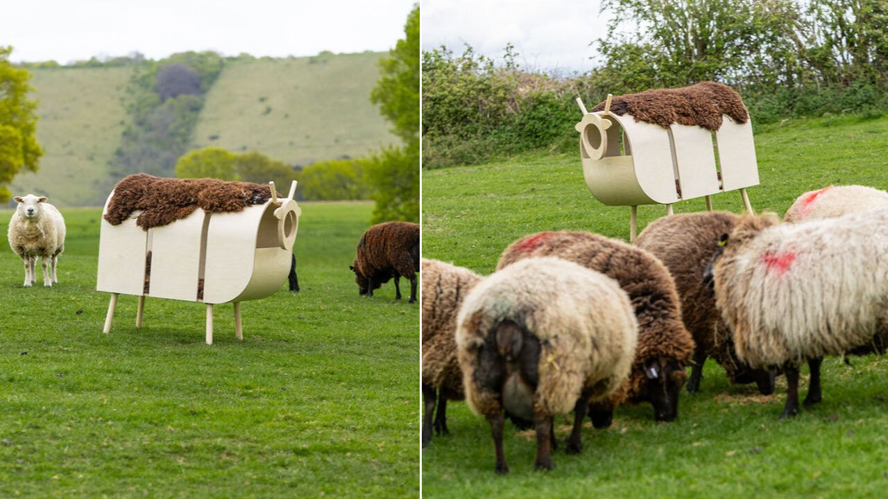 A Whippet in Sheep's Clothing at Barkitecture 2025