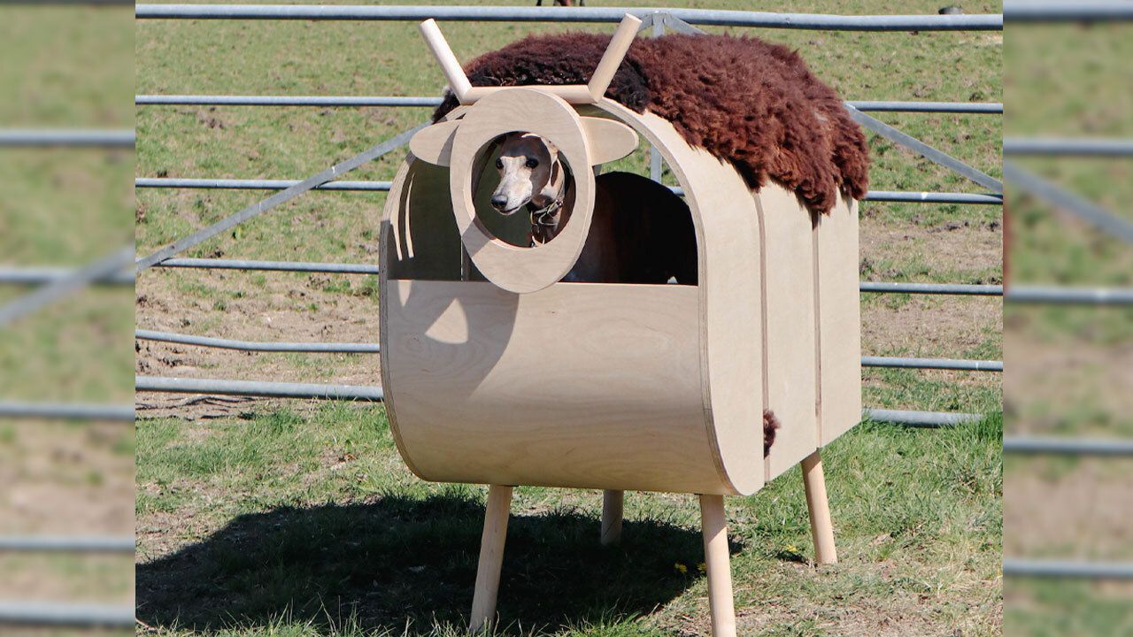 A Whippet in Sheep's Clothing at Barkitecture 2025