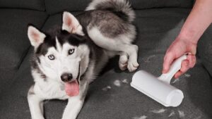 Best Dog Accessory