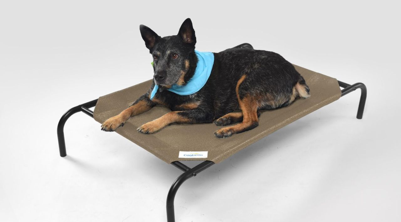 Coolaroo The Original Cooling Elevated Dog Bed