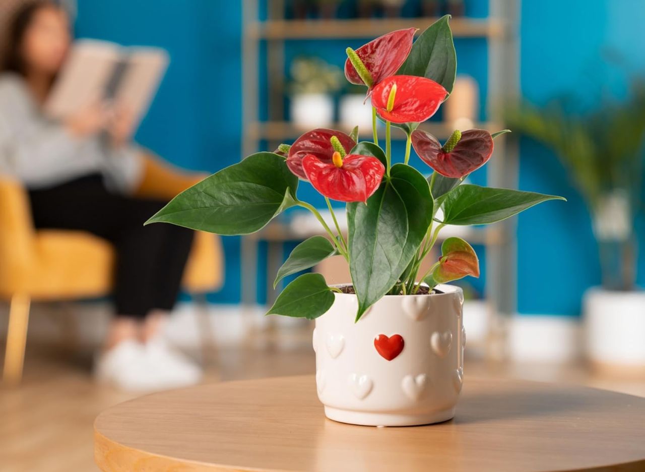 Costa Farms Live Anthurium Indoor Houseplant