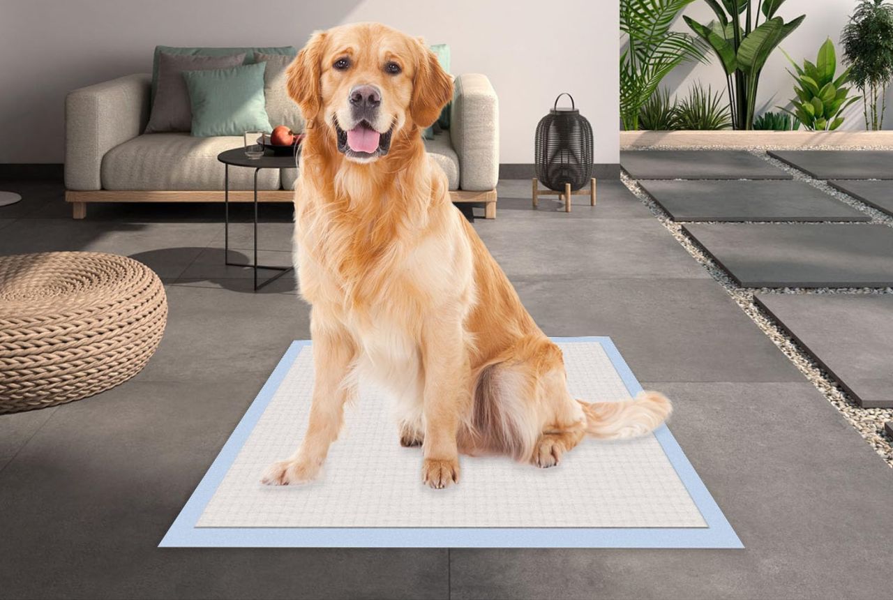 Honey Care All-Absorb Dog and Puppy Training Pads