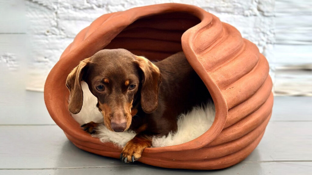 Kennel Vessel at Barkitecture