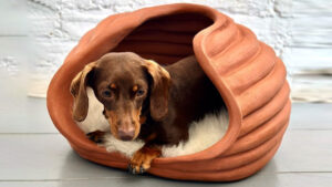 Kennel Vessel at Barkitecture