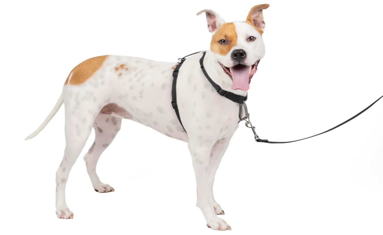PetSafe 3 in 1 Dog Harness