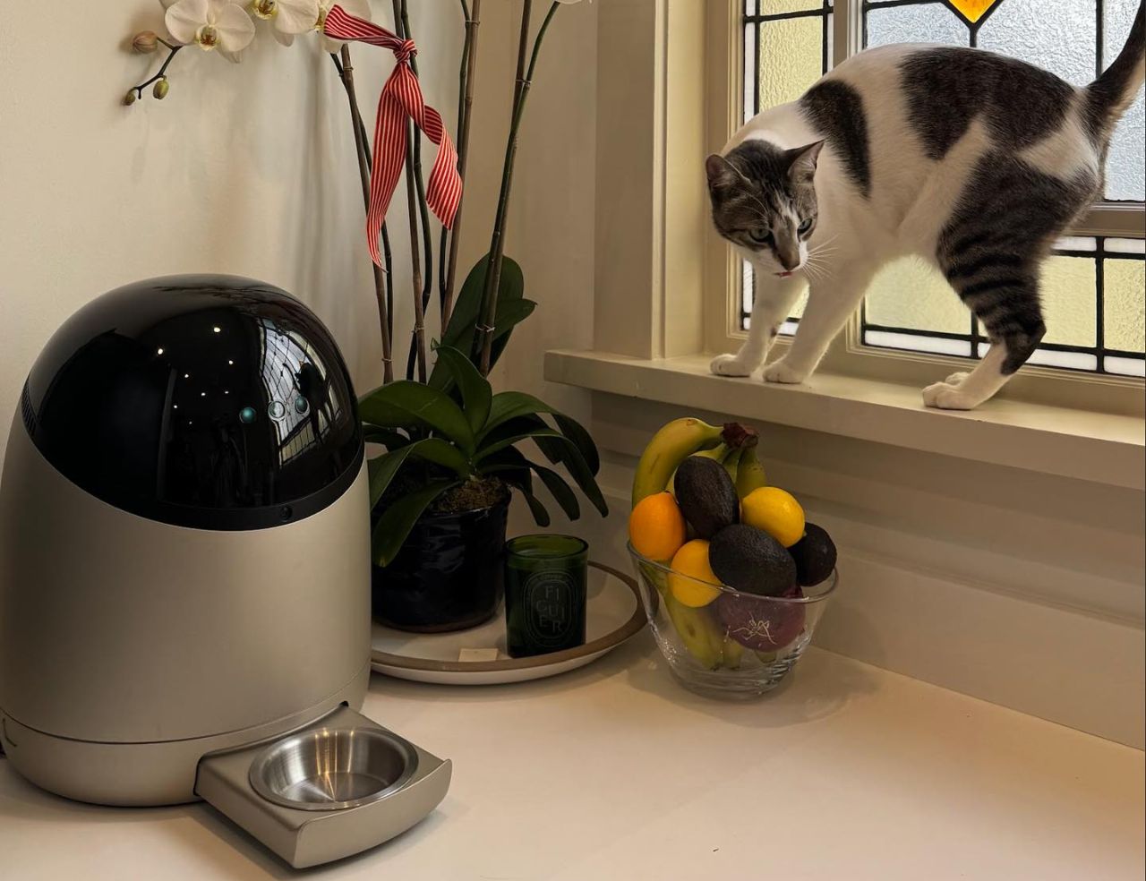 Sphinx Smart Wet Cat Feeder