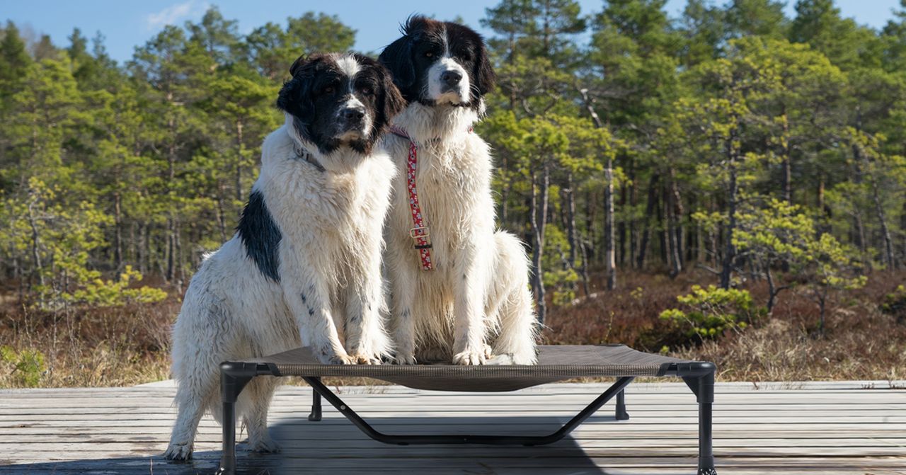 Veehoo Outdoor Elevated Dog Cot Bed