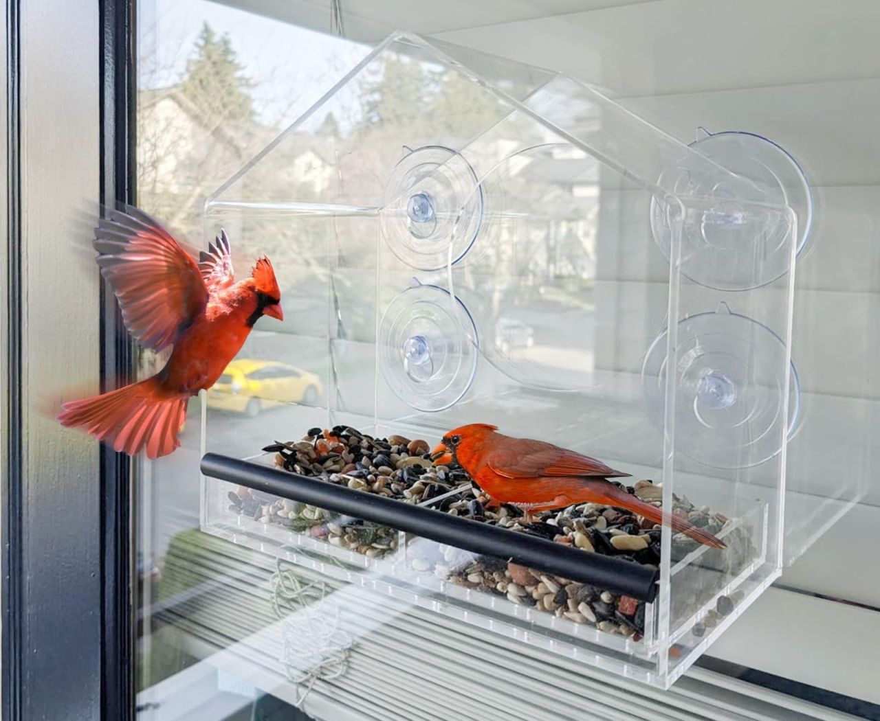 Window Bird Feeder with Strong Suction Cups