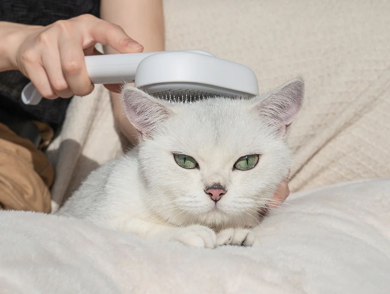 aumuca Cat Brush for Shedding
