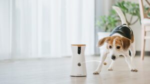 best pet camera