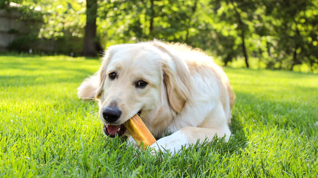 Paw Safe, Pretty, and Low Key Backyard Ideas to Consider