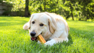 Paw Safe, Pretty, and Low Key Backyard Ideas to Consider
