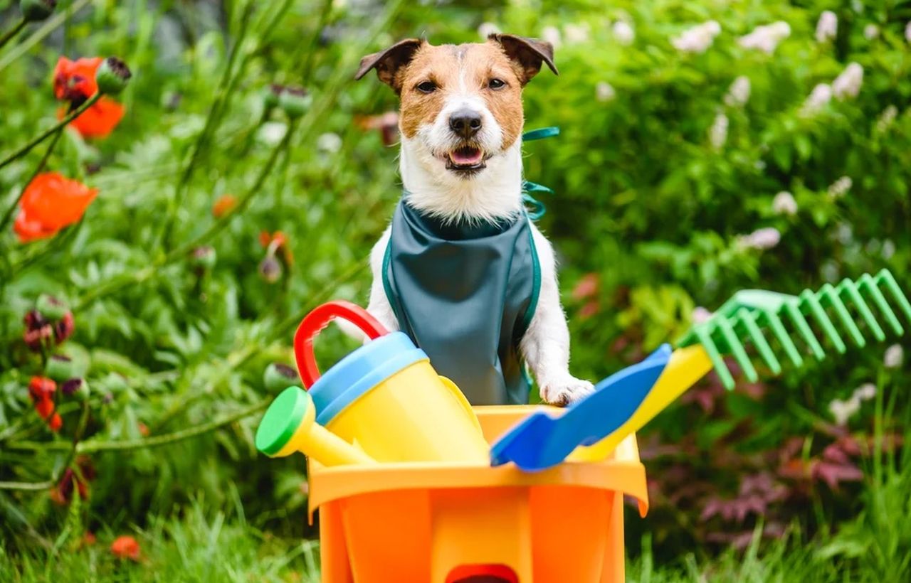 Pet-Friendly Backyard Ideas- 2