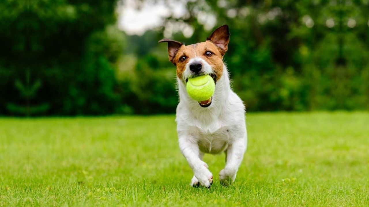 Pet-Friendly backyard Ideas- 3