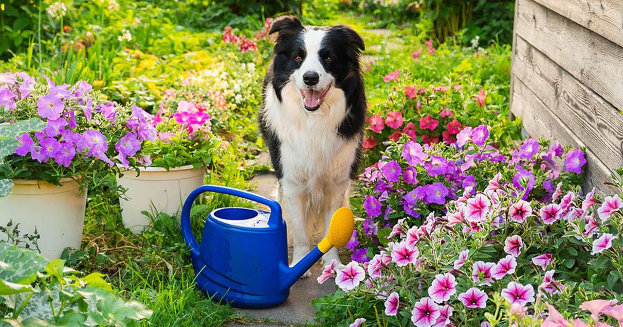 Pet-Friendly backyard Ideas
