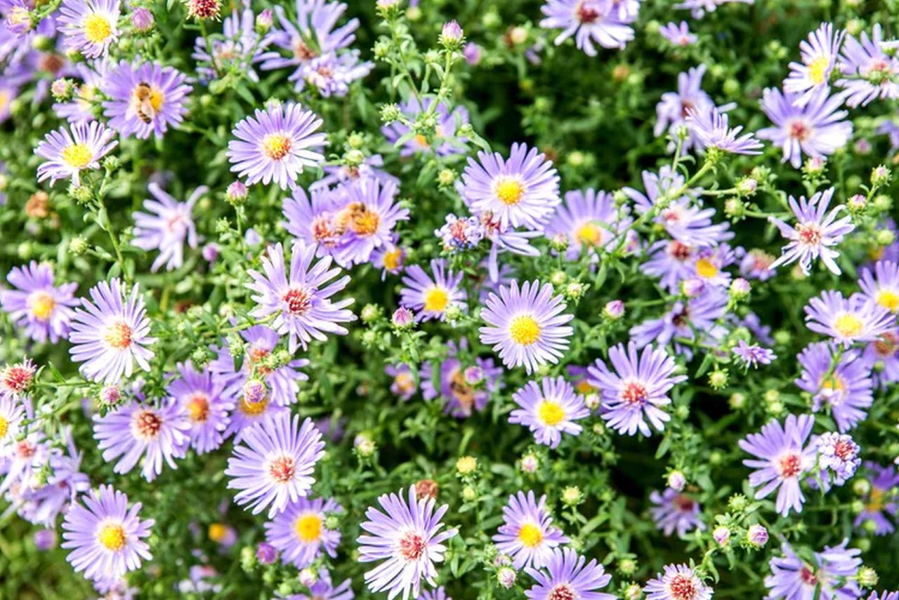 Pet Safe Blooms - Aster