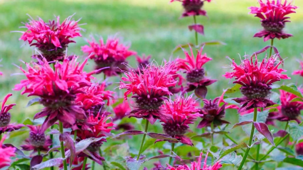 Pet Safe Blooms - Bee Balm
