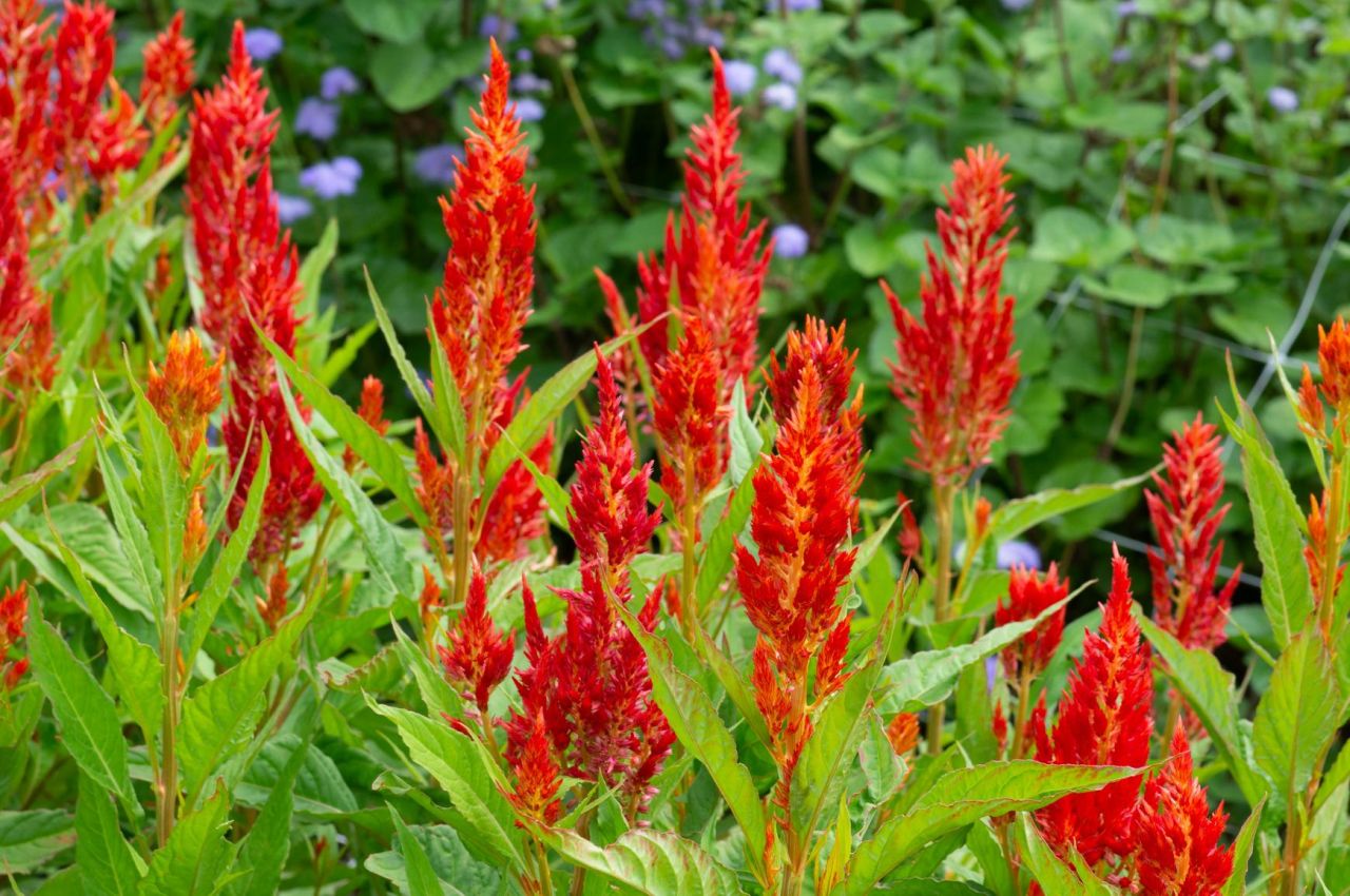 Pet Safe Blooms - Celosia