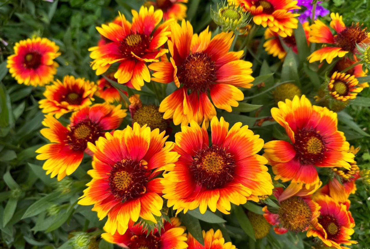 Pet Safe Blooms - Gerbera Daisy