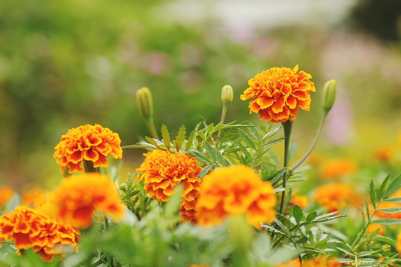 Pet Safe Blooms - Marigolds
